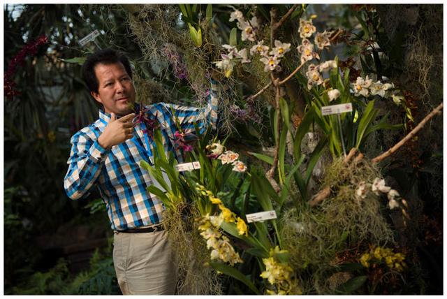 美冠兰价格是多少钱一棵，美冠兰价格是多少钱一棵（美冠兰是什么植物）