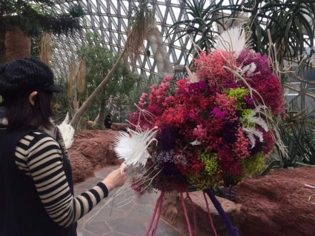 美冠兰价格是多少钱一棵，美冠兰价格是多少钱一棵（美冠兰是什么植物）