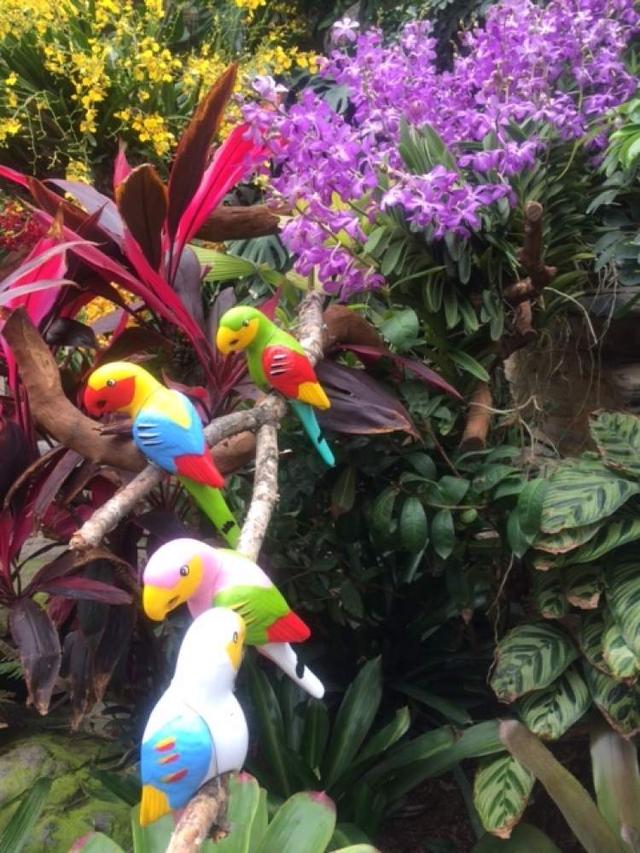 美冠兰价格是多少钱一棵，美冠兰价格是多少钱一棵（美冠兰是什么植物）