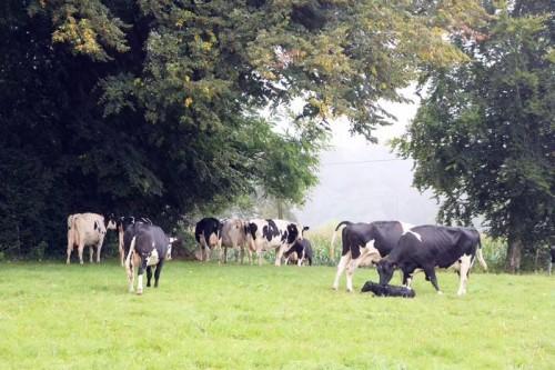 圣元优博积金币，圣元金币联盟积分如何兑换（优博瑞慕全新配方）