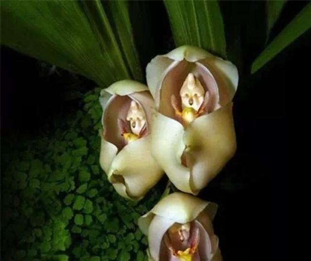 美冠兰价格是多少钱一棵，美冠兰价格是多少钱一棵（美冠兰是什么植物）