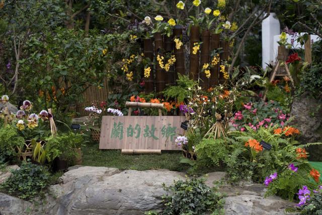 美冠兰价格是多少钱一棵，美冠兰价格是多少钱一棵（美冠兰是什么植物）