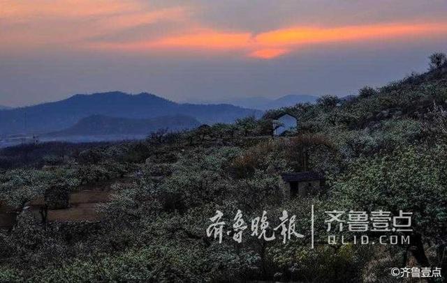 韩剧泰梨园，韩剧tv为什么下架《梨泰院》（美女、梨花……这时候的泰安梨园美呆了）