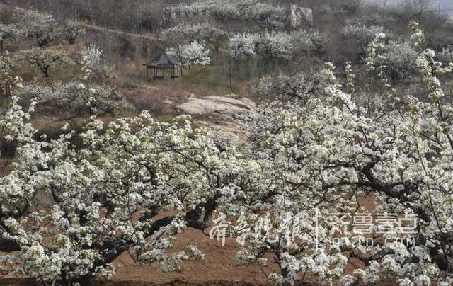 韩剧泰梨园，韩剧tv为什么下架《梨泰院》（美女、梨花……这时候的泰安梨园美呆了）