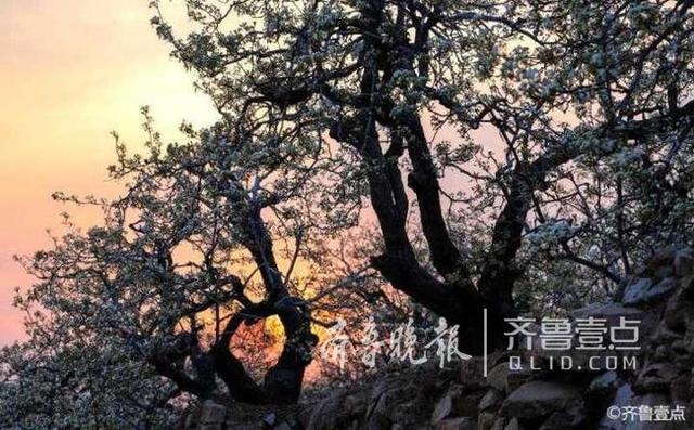 韩剧泰梨园，韩剧tv为什么下架《梨泰院》（美女、梨花……这时候的泰安梨园美呆了）