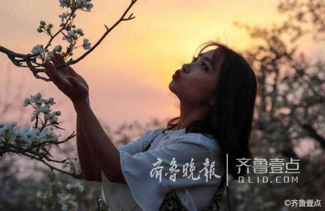韩剧泰梨园，韩剧tv为什么下架《梨泰院》（美女、梨花……这时候的泰安梨园美呆了）