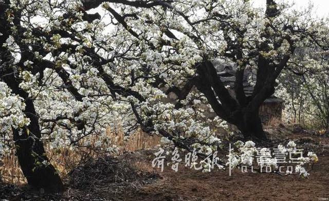 韩剧泰梨园，韩剧tv为什么下架《梨泰院》（美女、梨花……这时候的泰安梨园美呆了）