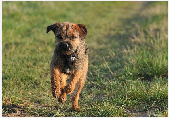 边境梗为什么禁养，边境梗是不是边牧（对小孩“最不友善”的7种狗狗）