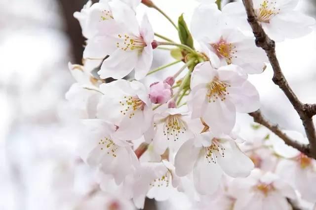 花瓣小尾巴的樱花符号,花瓣小尾巴的樱花符号网名(常见樱花12 4种完全