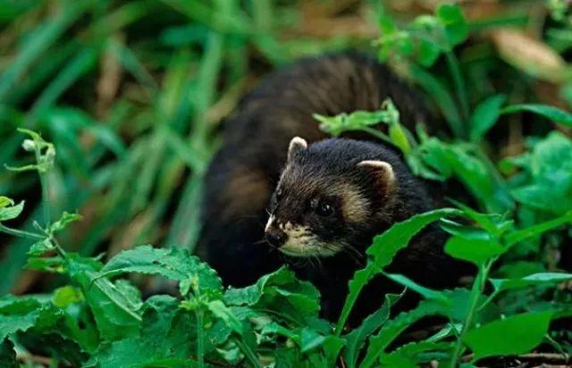 新都旅游攻略，新都旅游攻略自由行攻略（这些踏青好去处不可错过）