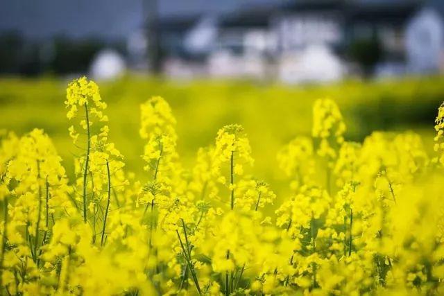 新都旅游攻略，新都旅游攻略自由行攻略（这些踏青好去处不可错过）