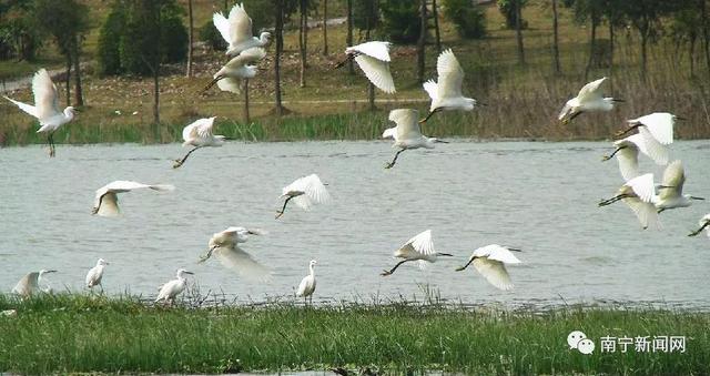 广西大学东校园是什么地方，广西大学东校园是什么地方的（南宁又多一个国家级名片）