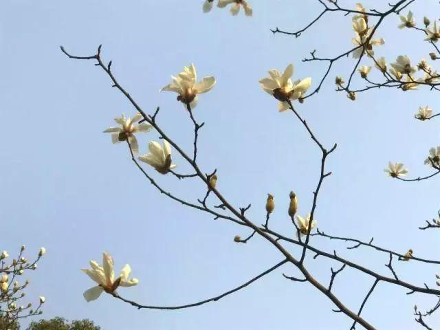 上海的市花是什么，上海的市花是什么花朵（10处最佳观赏地在这里~）