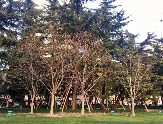 上海的市花是什么，上海的市花是什么花朵（10处最佳观赏地在这里~）