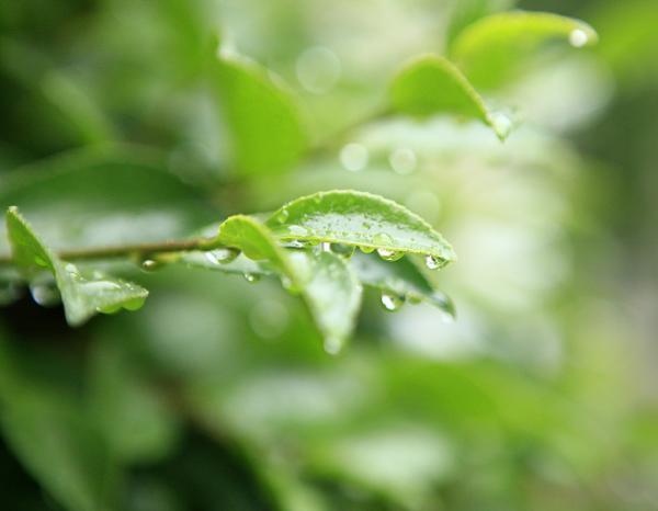 谷雨养生切忌大动肝火，好生气是肝火旺盛吗（谷雨养生：春天将去，除湿防病）