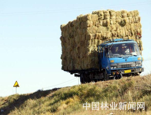 草原生态系统的特点，草原生态系统特点和分布规律（草原 你真的了解吗）