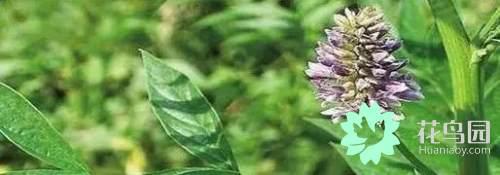 阳雀花怎么晒干，阳雀花泡水的功效（原来也有如此之多啊）