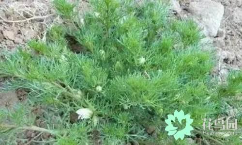 阳雀花怎么晒干，阳雀花泡水的功效（原来也有如此之多啊）