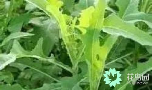 阳雀花怎么晒干，阳雀花泡水的功效（原来也有如此之多啊）