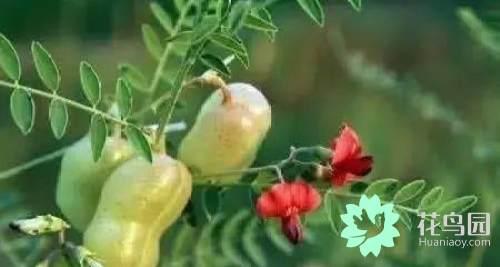 阳雀花怎么晒干，阳雀花泡水的功效（原来也有如此之多啊）