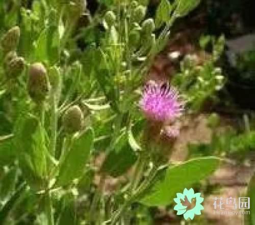 阳雀花怎么晒干，阳雀花泡水的功效（原来也有如此之多啊）