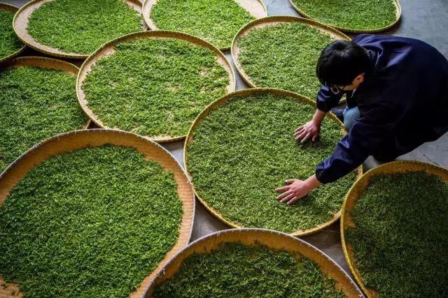 雨花茶是哪里的茶，南京15个金牌雨花茶出炉