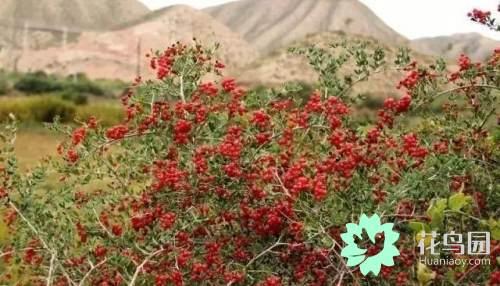 阳雀花怎么晒干，阳雀花泡水的功效（原来也有如此之多啊）
