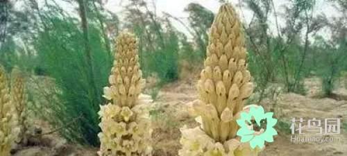 阳雀花怎么晒干，阳雀花泡水的功效（原来也有如此之多啊）