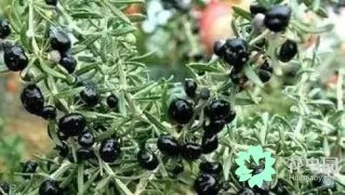 阳雀花怎么晒干，阳雀花泡水的功效（原来也有如此之多啊）