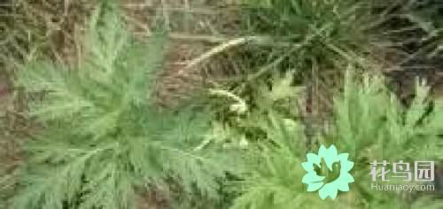 阳雀花怎么晒干，阳雀花泡水的功效（原来也有如此之多啊）