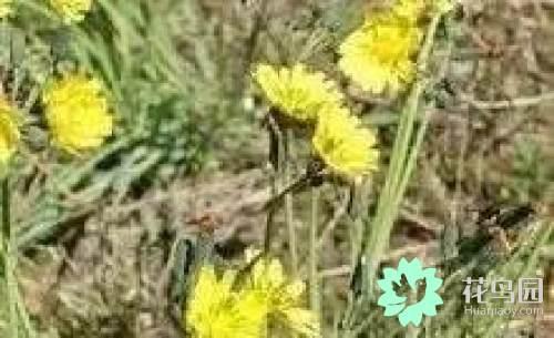 阳雀花怎么晒干，阳雀花泡水的功效（原来也有如此之多啊）