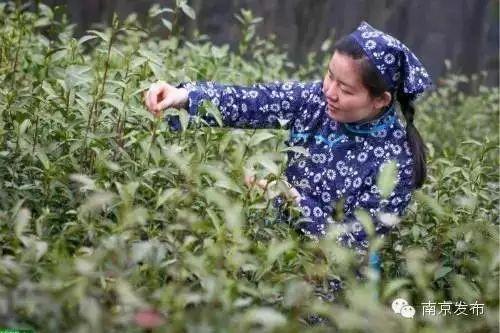 雨花茶是哪里的茶，南京15个金牌雨花茶出炉