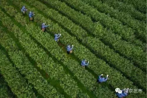 雨花茶是哪里的茶，南京15个金牌雨花茶出炉