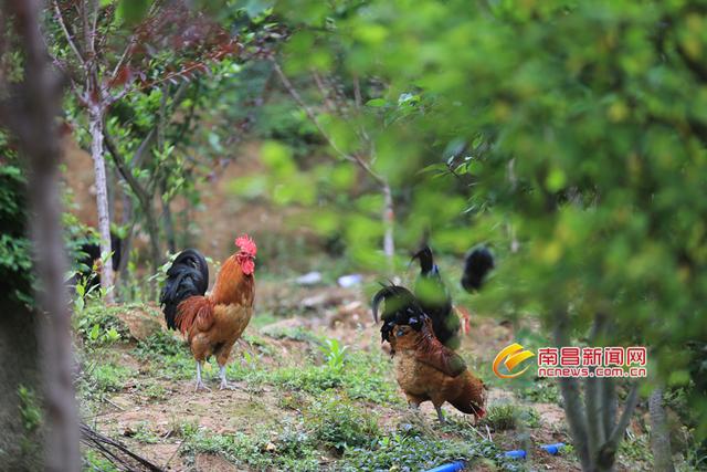 南昌最好的红烧菜，舌尖上的南昌土家菜——新建区红烧散养土鸡