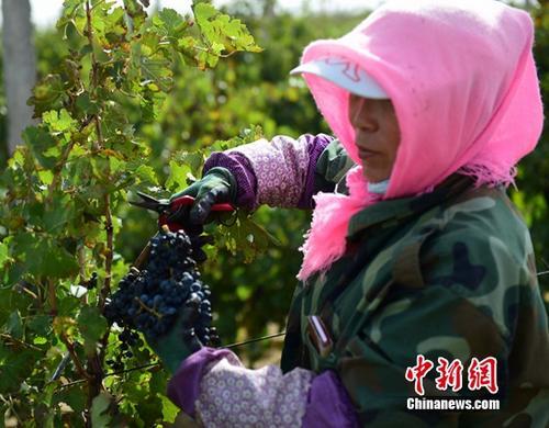 葡萄品种有哪些，葡萄有哪些品种（中国种植的十大葡萄品种）