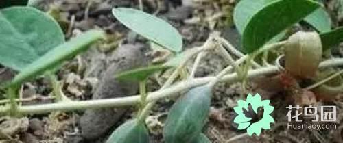 阳雀花怎么晒干，阳雀花泡水的功效（原来也有如此之多啊）