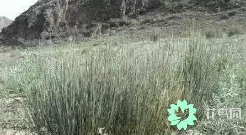 阳雀花怎么晒干，阳雀花泡水的功效（原来也有如此之多啊）