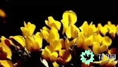 阳雀花怎么晒干，阳雀花泡水的功效（原来也有如此之多啊）