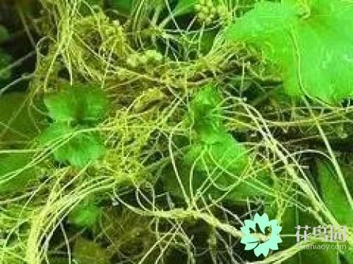 阳雀花怎么晒干，阳雀花泡水的功效（原来也有如此之多啊）