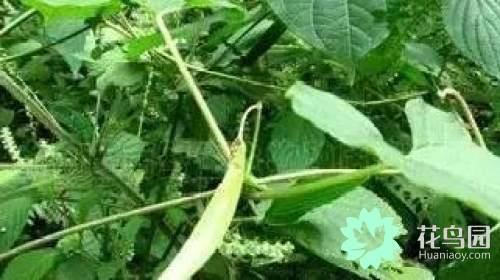 阳雀花怎么晒干，阳雀花泡水的功效（原来也有如此之多啊）