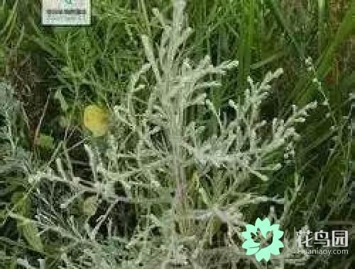 阳雀花怎么晒干，阳雀花泡水的功效（原来也有如此之多啊）