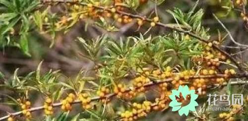 阳雀花怎么晒干，阳雀花泡水的功效（原来也有如此之多啊）