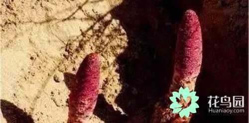 阳雀花怎么晒干，阳雀花泡水的功效（原来也有如此之多啊）