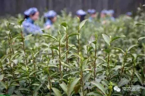 雨花茶是哪里的茶，南京15个金牌雨花茶出炉