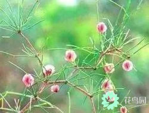 阳雀花怎么晒干，阳雀花泡水的功效（原来也有如此之多啊）