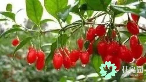 阳雀花怎么晒干，阳雀花泡水的功效（原来也有如此之多啊）