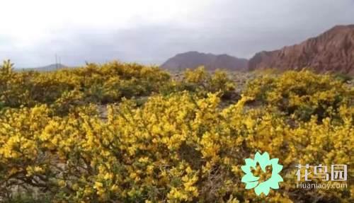 阳雀花怎么晒干，阳雀花泡水的功效（原来也有如此之多啊）