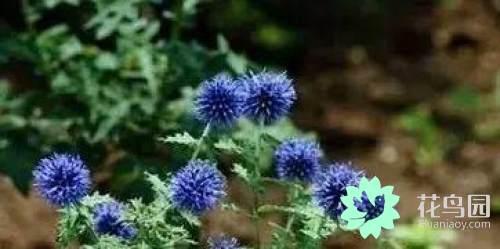 阳雀花怎么晒干，阳雀花泡水的功效（原来也有如此之多啊）