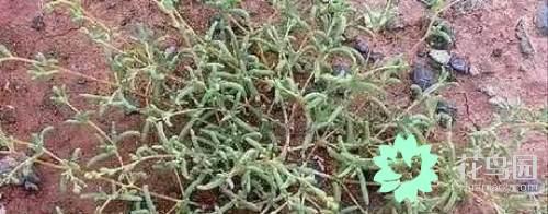 阳雀花怎么晒干，阳雀花泡水的功效（原来也有如此之多啊）