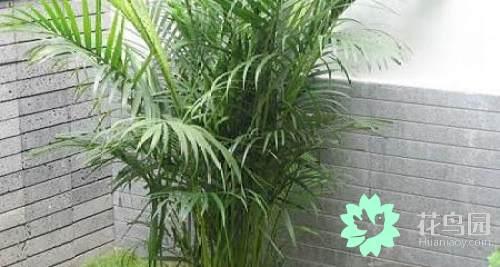 米竹怎么养，观音米竹怎么养（凤尾竹的养殖方法和注意事项）